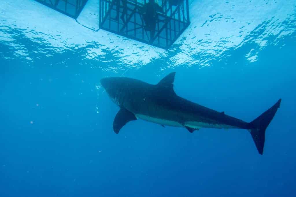 Cage diving with Great White shark coming to you on deep blue ocean background