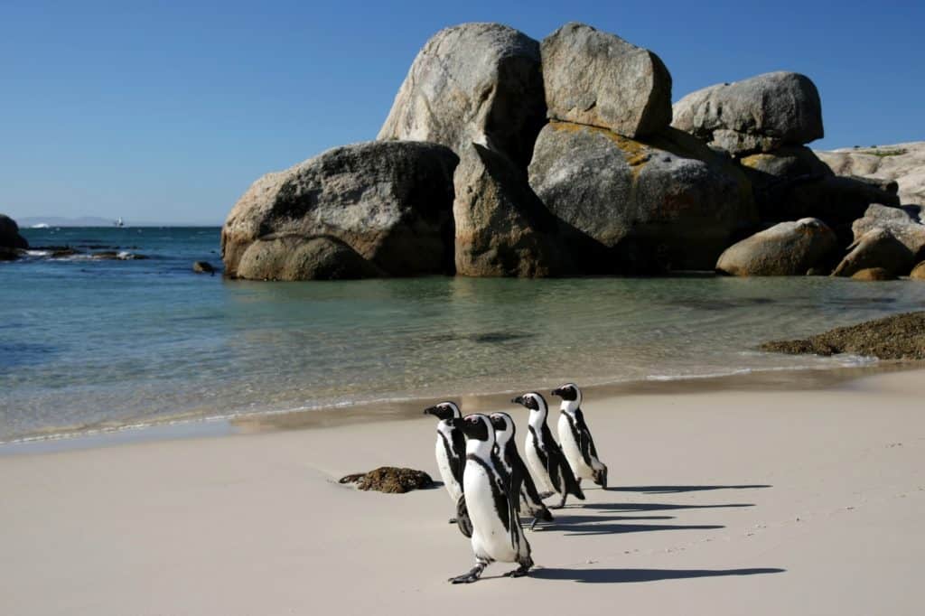 Penguins crossing the sandy beach at Boulders in South Africa