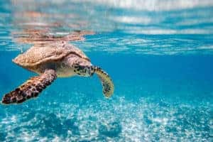 1 MjAxMDEyMTMtWU8yVjM1MDEuanBn Hawksbill sea turtle swimming in Indian ocean in Seychelles