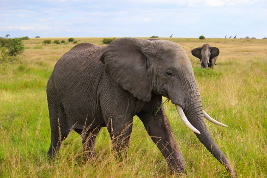 Elefant Kenya