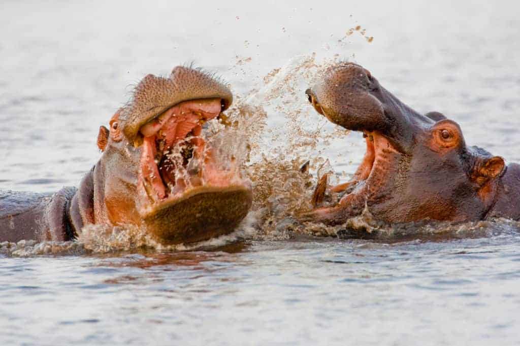 Group of wild hippos  at a waterhole.