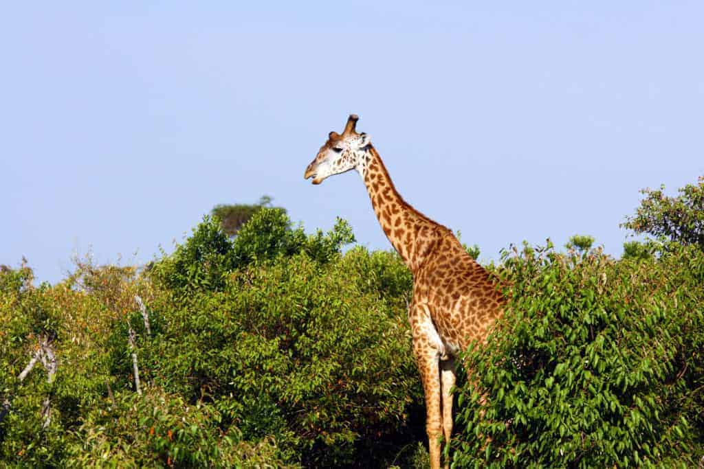 Safari_Giraff
