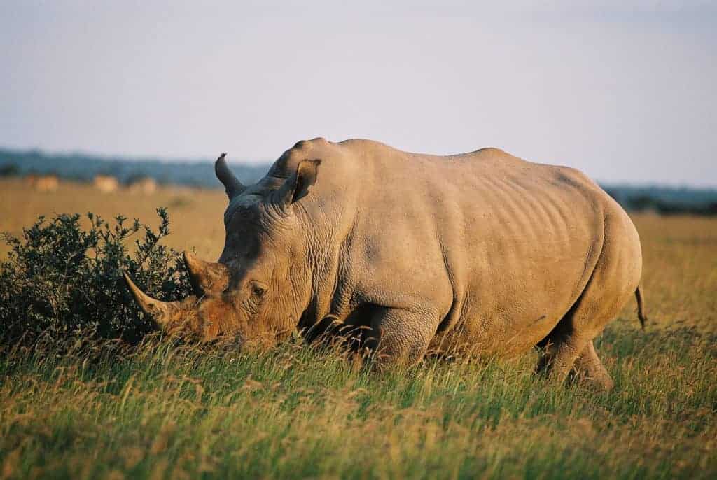 Sunway Botswana Khama rhino