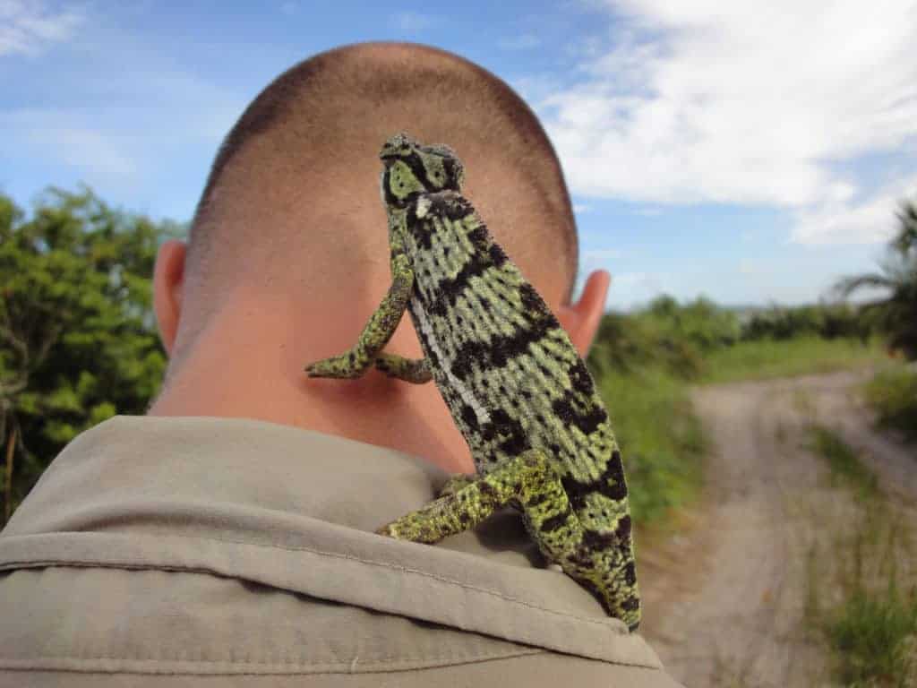 Sunway South Africa Kozi Bay chameleon (Martina Arnold 394)