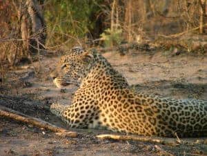 Sunway leopard in Moremi (Gary Rose)