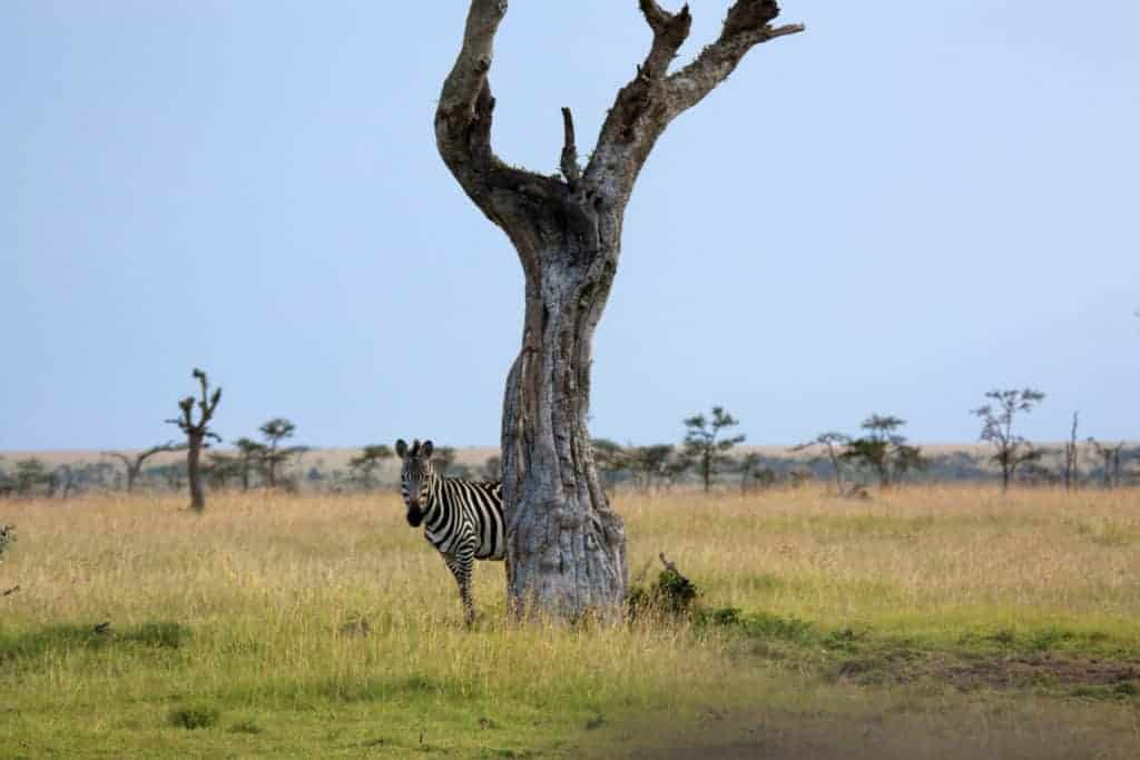 Zebra