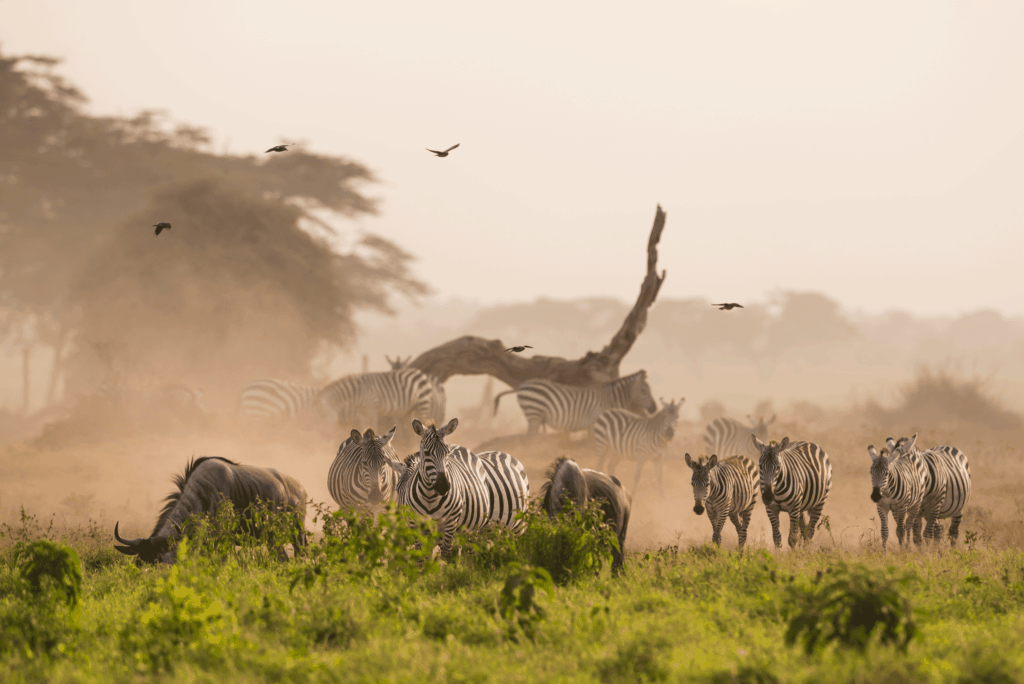 Zebra-Masai-Mara-Safari-