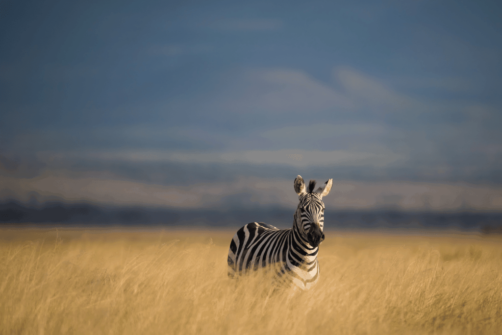 Zebra-Safari