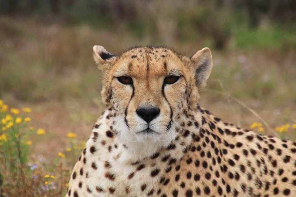 cheetah-246893_1920