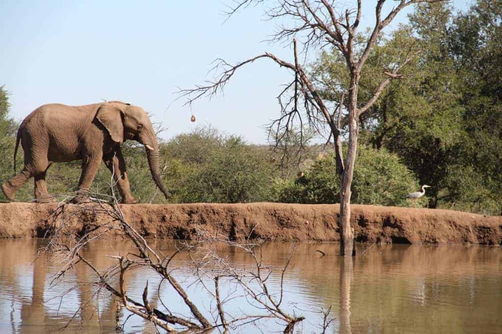 elephant-2444080_1920