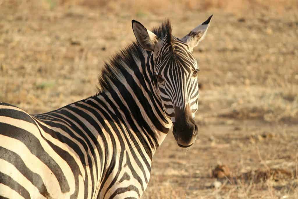 zebra-175085_1920