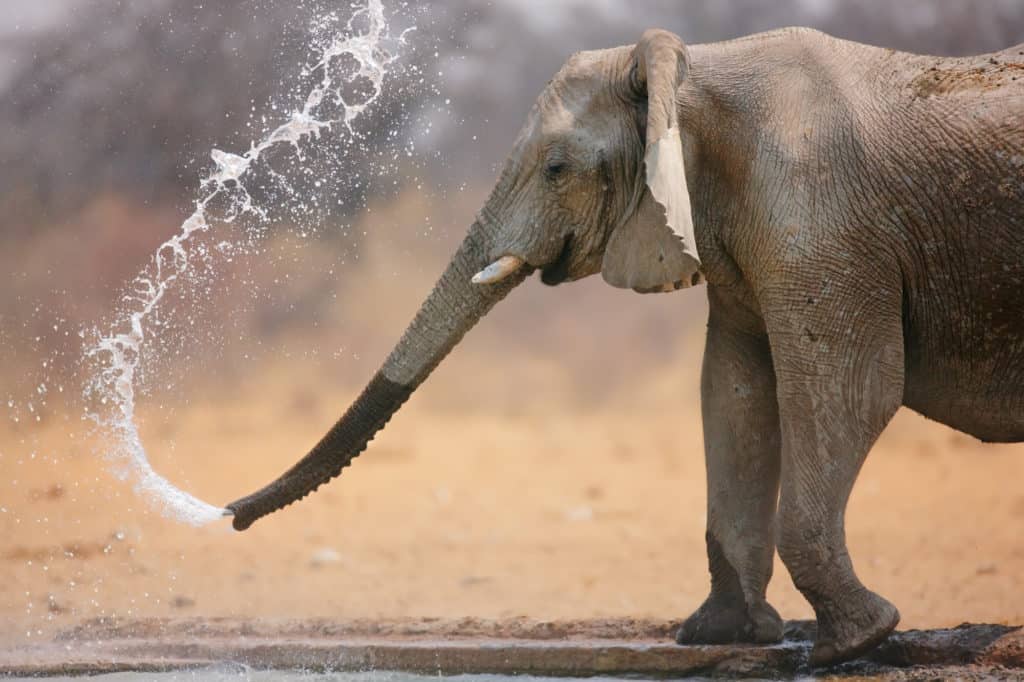 Little elephant spraying water; Loxodinta Africana; Etosha
