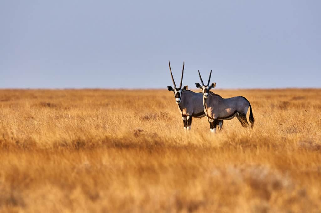 Two beautiful oryx in the savannah of Etosha National Park in Namibia