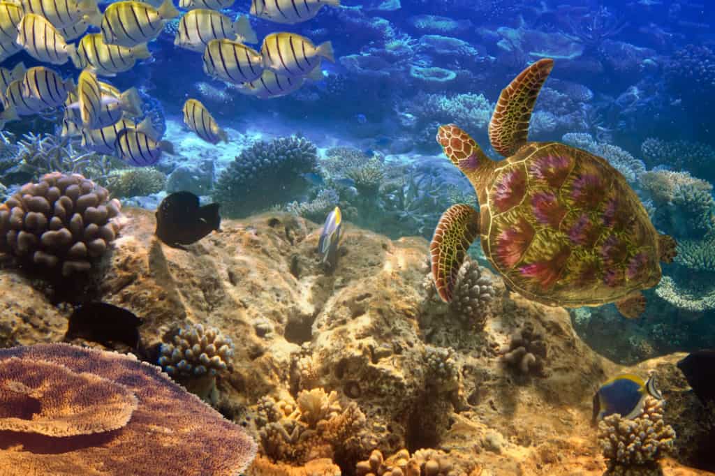 Indian ocean. Underwater world- Turtle and fishes