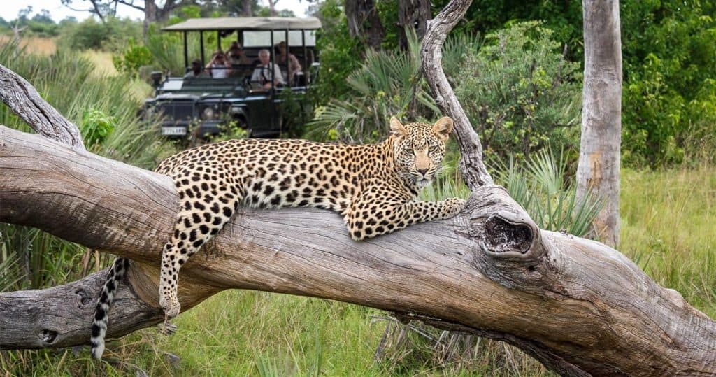 moremi-game-drive-leopard