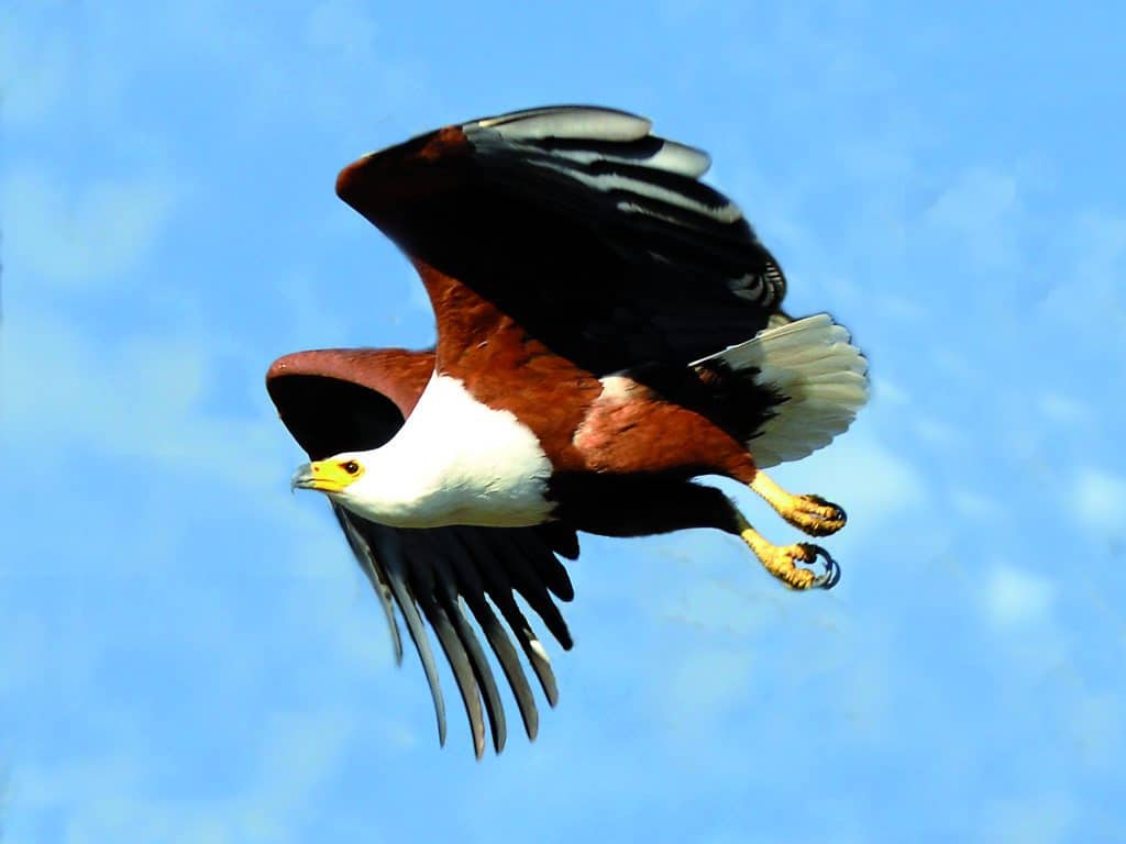26 CC eagle 26 CC eagle