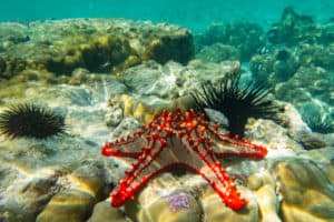 Underwater,Photography.,Red,Knobbed,Sea,Star,And,Sea,Urchins.,Zanzibar,