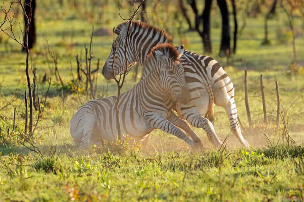 Two plains zebra stallions (Equus burchelli) fighting, South Africa