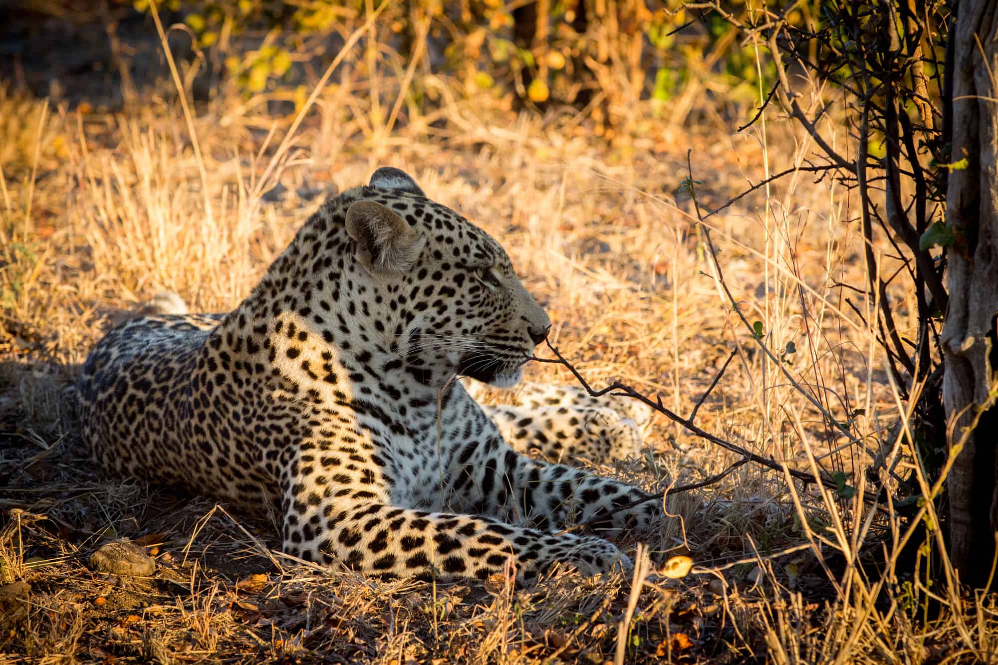 Leopard resting in the shade of a small tree at sunrise in Sabi Sands in greater Kruger National Park, South Africa
