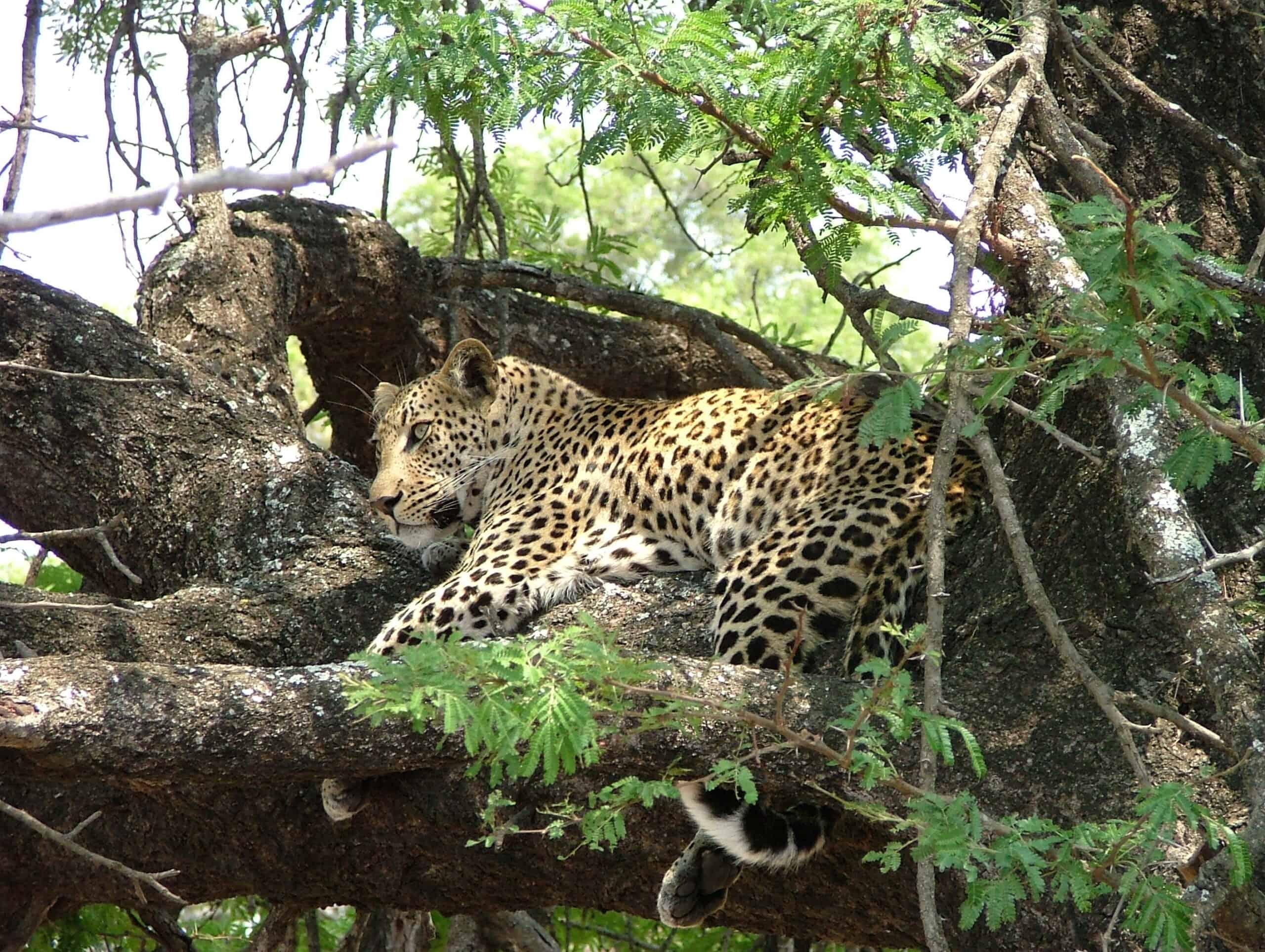 Sunway Leopard sighting in Kruger (Gary Rose)