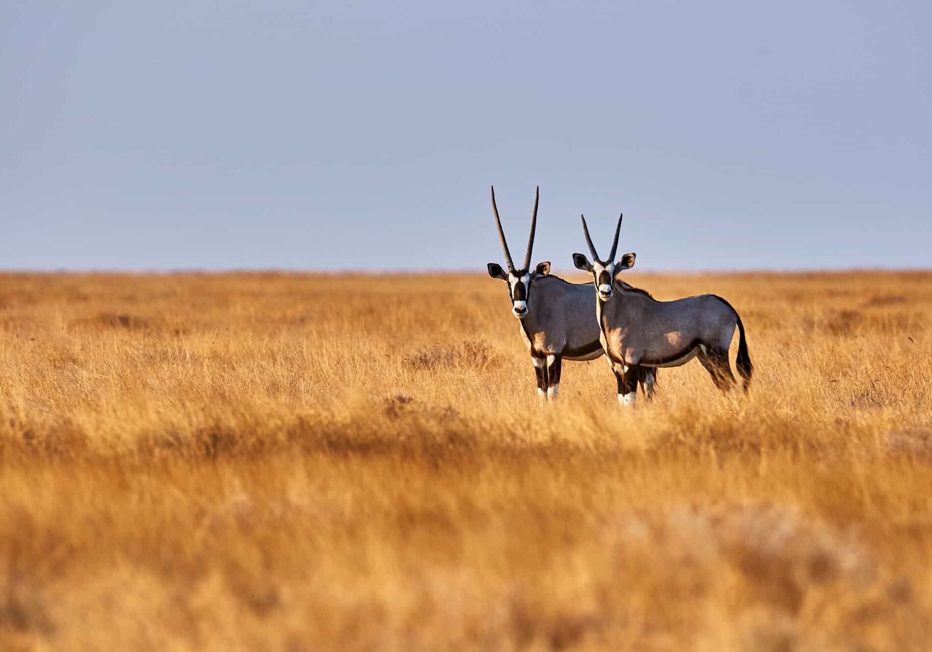 Two beautiful oryx in the savannah of Etosha National Park in Namibia