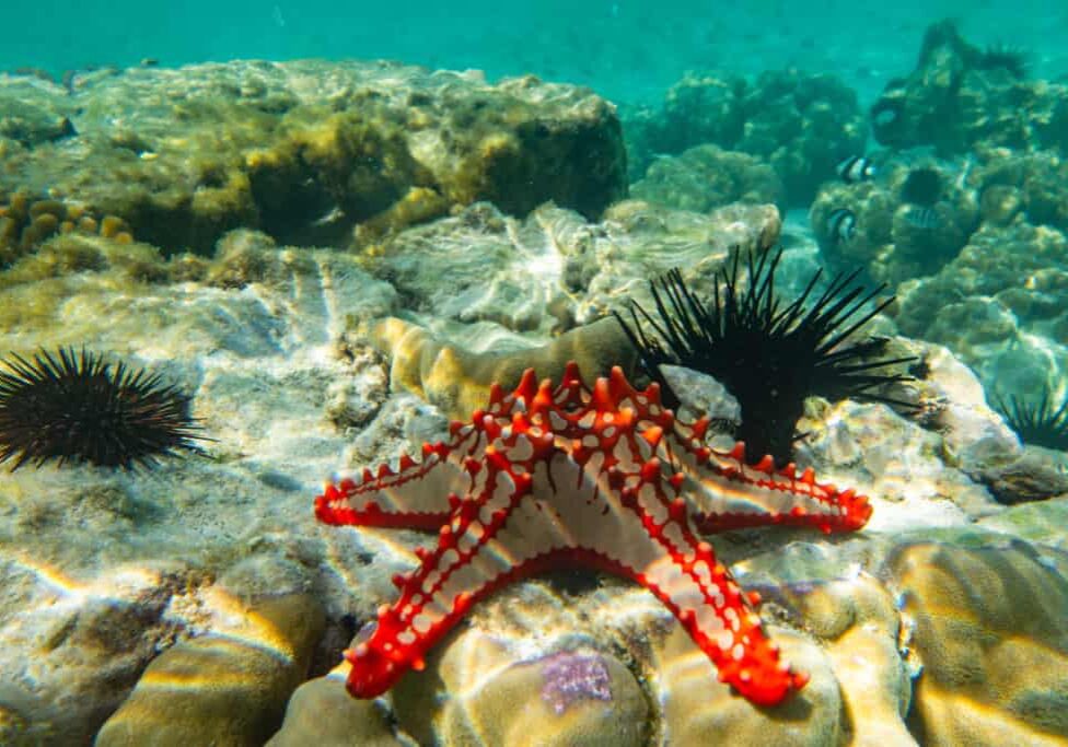 Underwater,Photography.,Red,Knobbed,Sea,Star,And,Sea,Urchins.,Zanzibar,