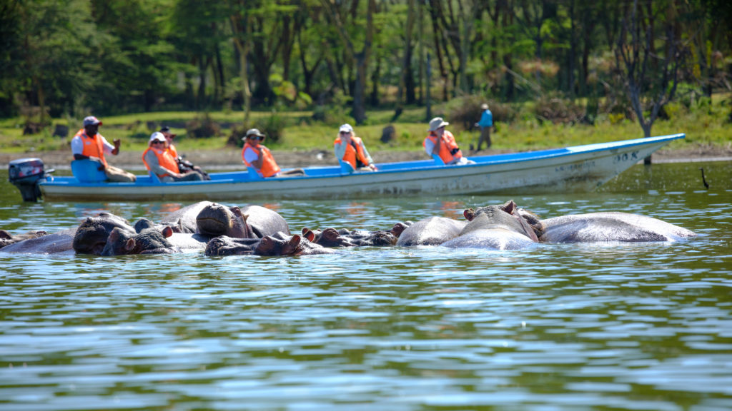 Hippopotamus,,Lake,Naivasha