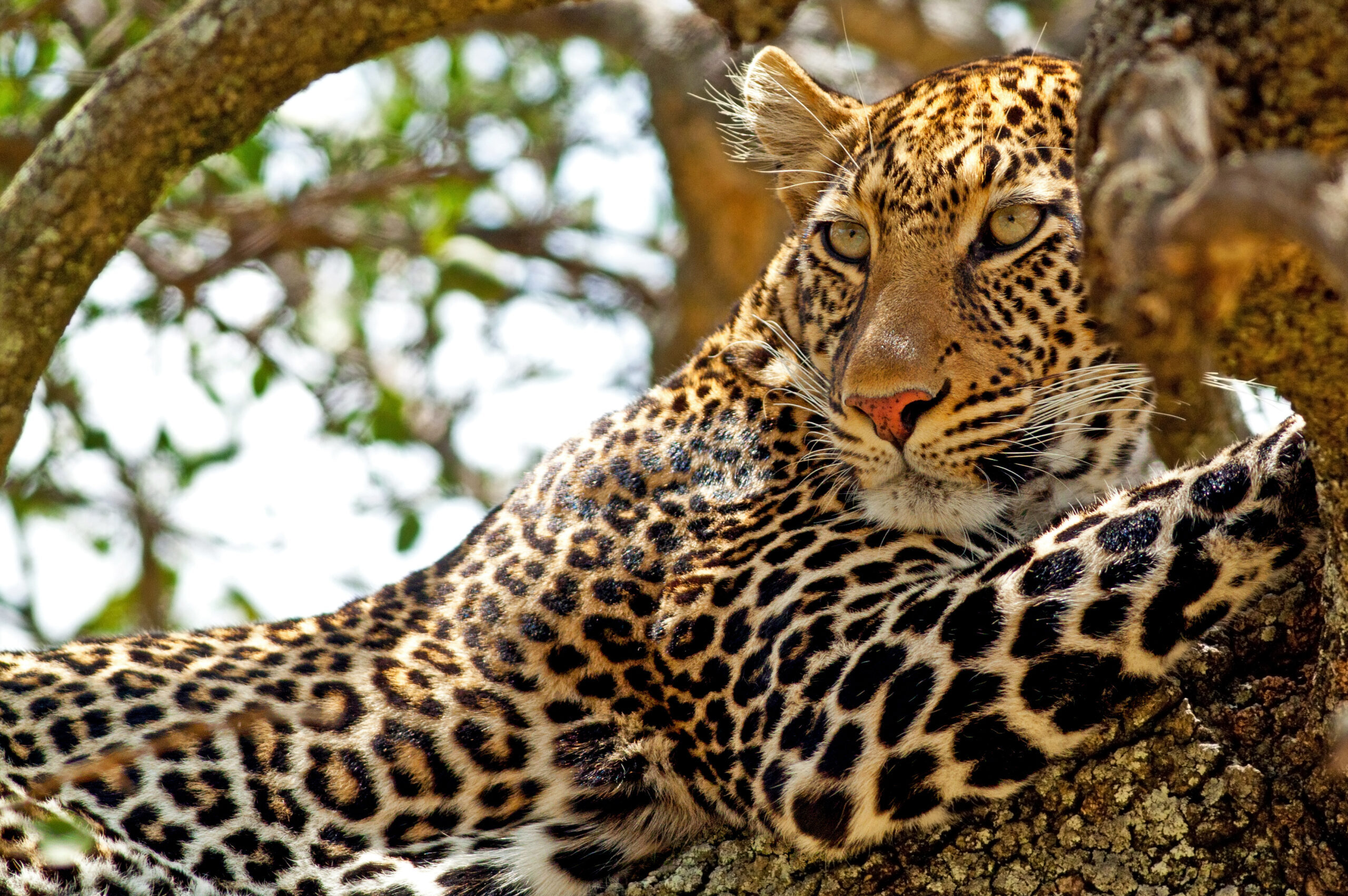 Wild,Leopard,Lying,In,Wait,Atop,A,Tree,In,Masai