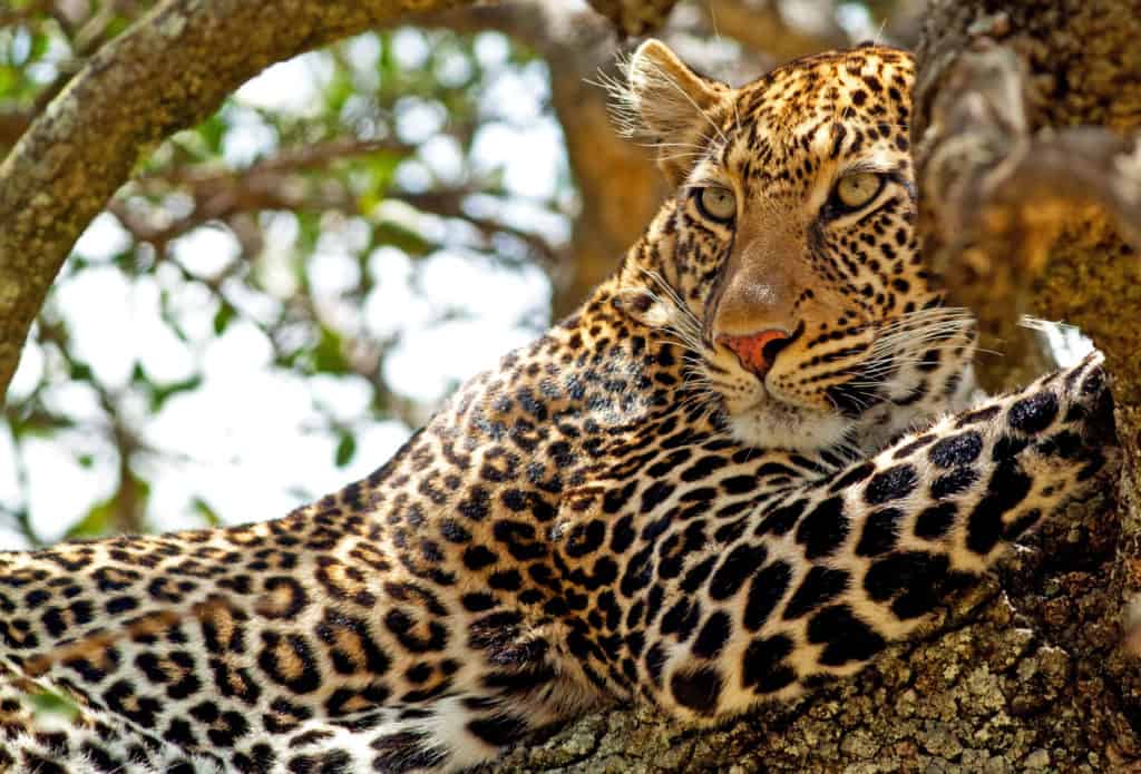 Wild,Leopard,Lying,In,Wait,Atop,A,Tree,In,Masai