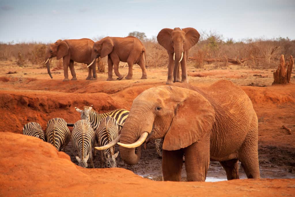 Big,Red,Elephants,With,Some,Zebras,On,A,Waterhole,,On
