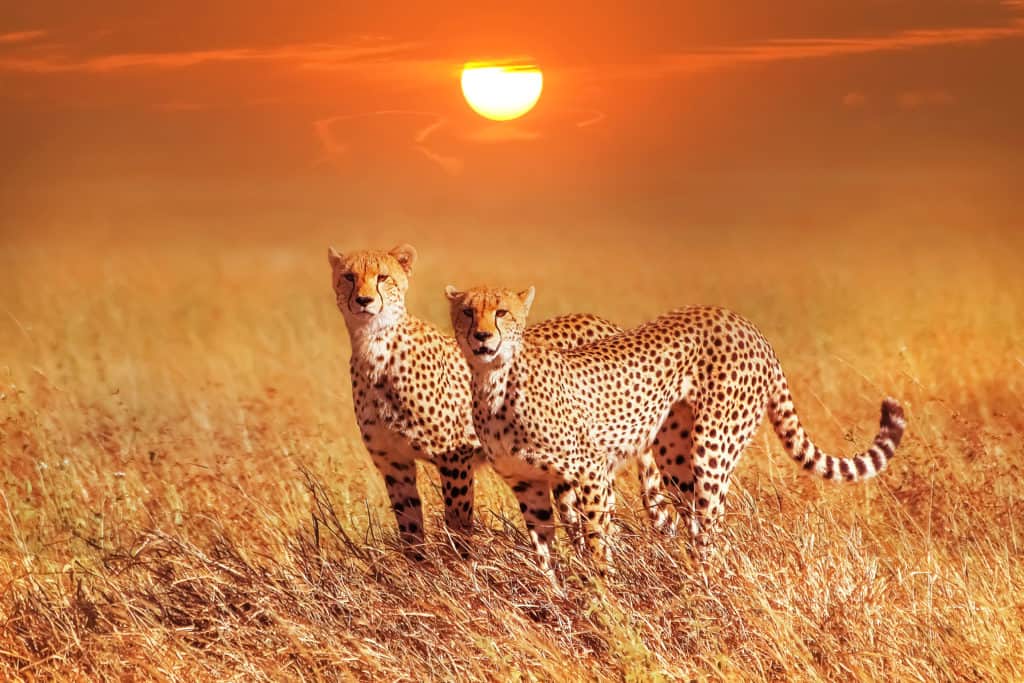 Cheetah,Group,In,The,Serengeti,National,Park.,Sunset,Background.,Africa.